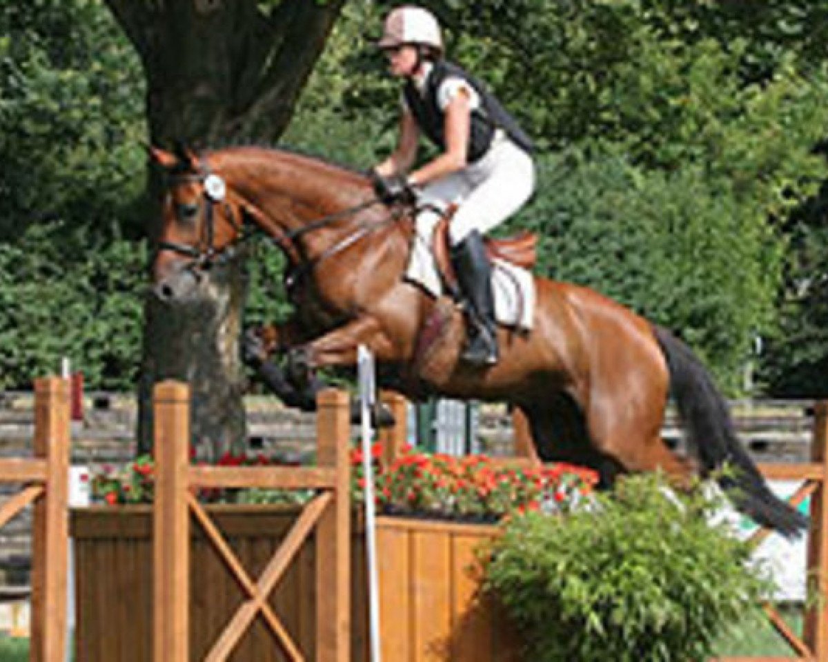 Pferd Catchaturian (Trakehner, 2002, von Waitaki 31)