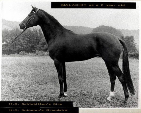 stallion Malachit (Trakehner, 1962, from Major)