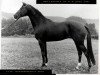 horse Malachit (Trakehner, 1962, from Major)