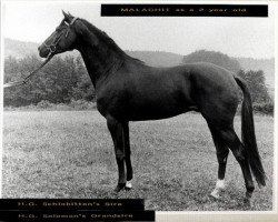 Deckhengst Malachit (Trakehner, 1962, von Major)