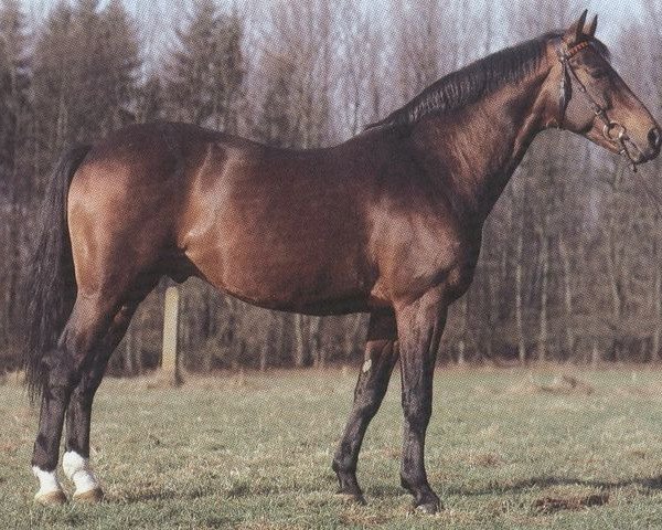 stallion Donaustein (Trakehner, 1968, from Malachit)