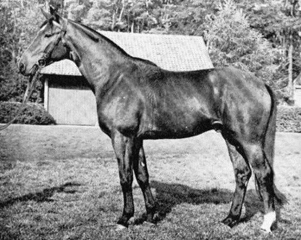 stallion Kurfürst (Trakehner, 1966, from Pregel)