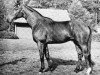 stallion Kurfürst (Trakehner, 1966, from Pregel)