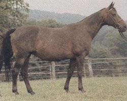 Zuchtstute Heublume (Trakehner, 1974, von Kurfürst)