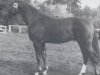 stallion Wasgau (Hanoverian, 1980, from Woermann)