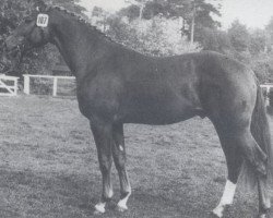 stallion Wasgau (Hanoverian, 1980, from Woermann)