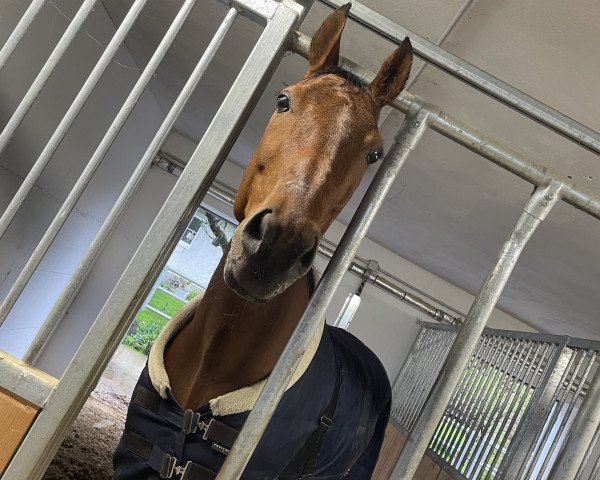 horse Karajan S (Swiss Warmblood, 2012, from Weltmeyer)