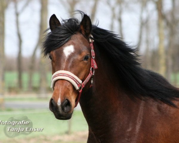 jumper Vinny (German Riding Pony, 2009, from Vincent)