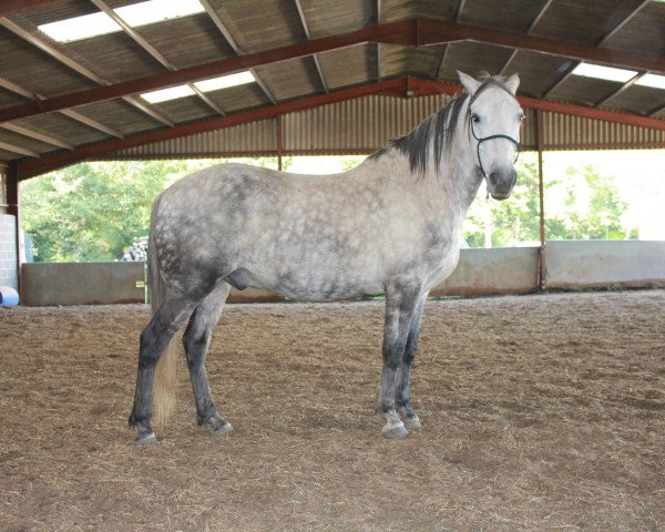 horse Oscuro del Gavilan (Paso Fino, 2002, from Ponderosa Cosmos Dos)