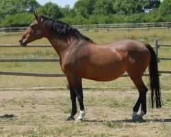 broodmare D-Capita (Holsteiner, 1989, from Capitol I)