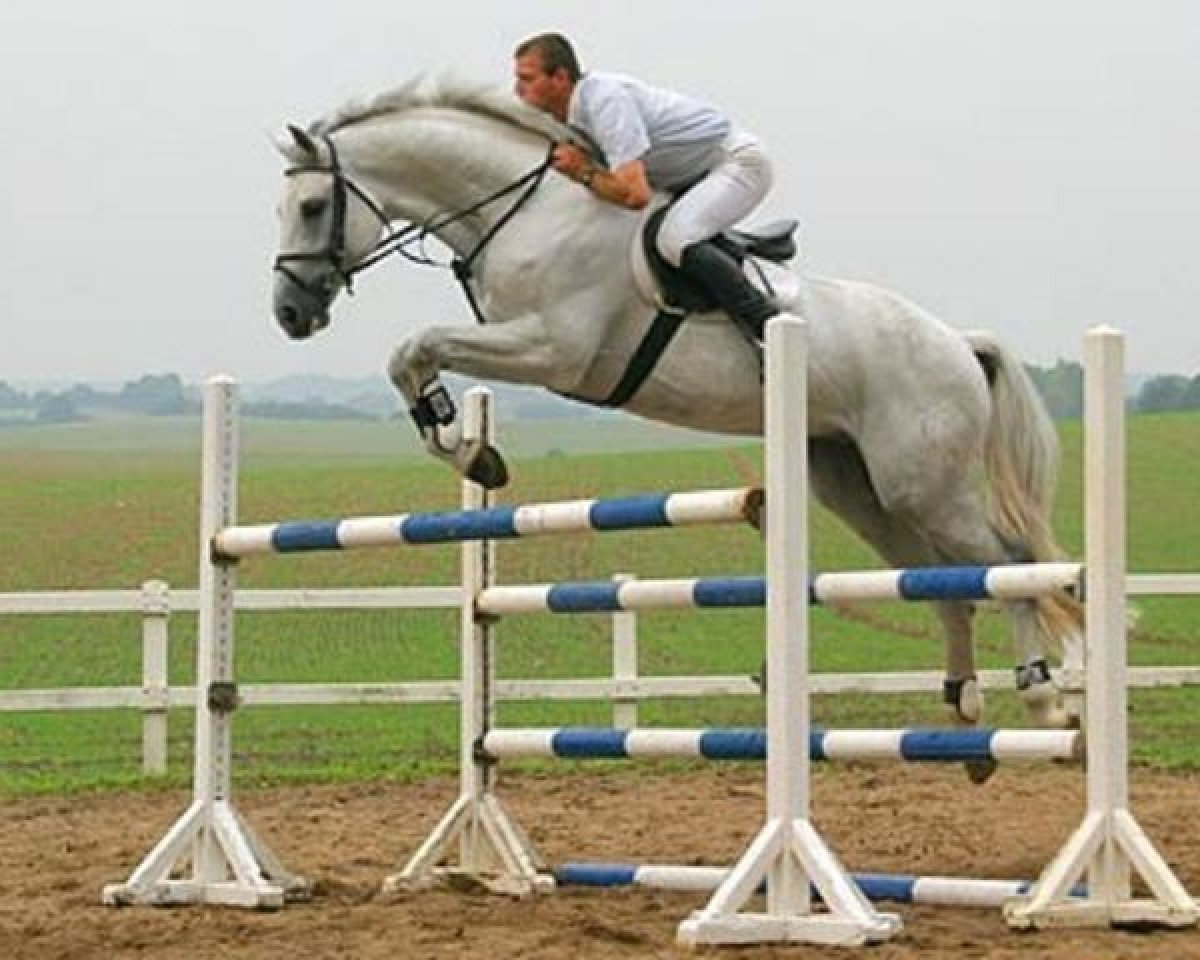 stallion Cocon (Holsteiner, 2000, from Corrado I)