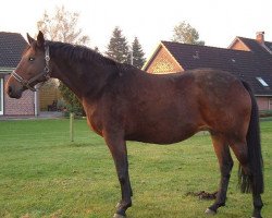 broodmare Mametta II (Holsteiner, 1997, from Calgary)