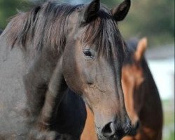 broodmare Hallo Catja (Holsteiner, 1993, from Calando I)