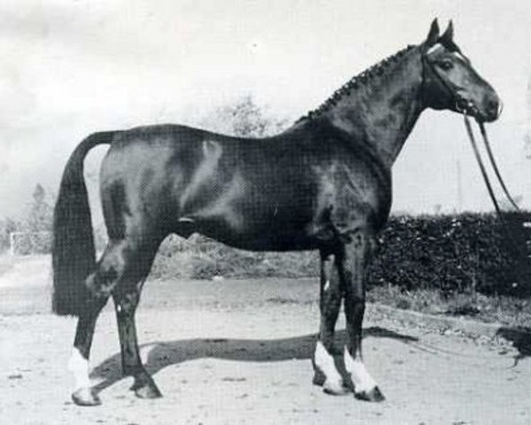 stallion Manchester (Holsteiner, 1969, from Marlon xx)