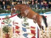 stallion Acolino 4 (Holsteiner, 2002, from Acorado I)