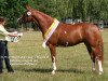 broodmare Melli's Joli Varie (German Riding Pony, 2006, from Dornik B)