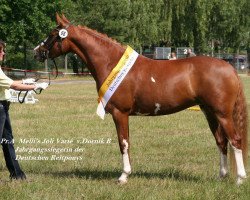 broodmare Melli's Joli Varie (German Riding Pony, 2006, from Dornik B)