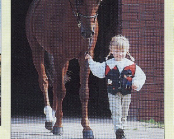 stallion Aratoss (German Riding Pony, 1990, from Alexander)