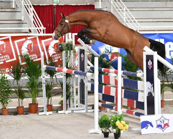 stallion Helios la Goutelle (Selle Français, 2017, from Diamant de Semilly)