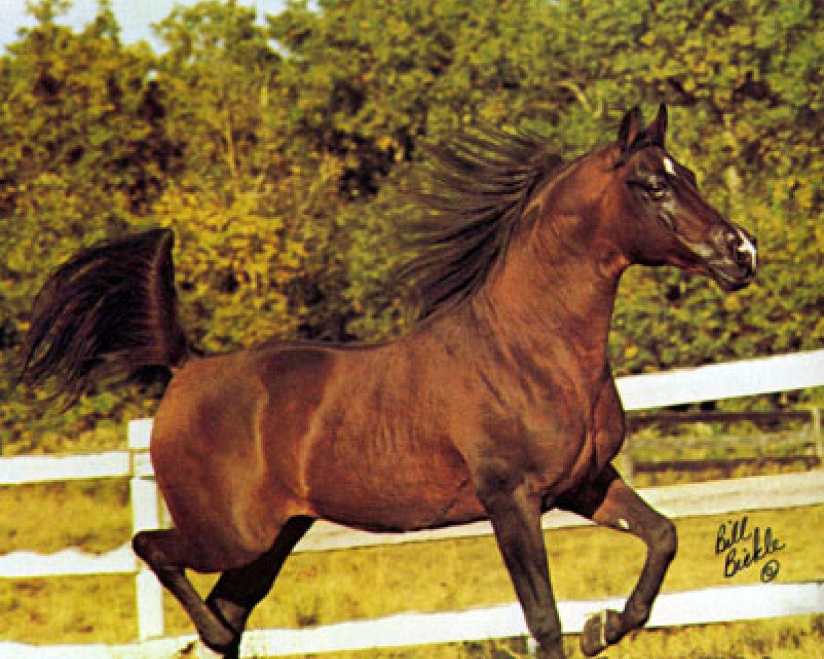 stallion Bajdak ox (Arabian purebred, 1962, from Comet 1953 ox)