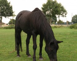 broodmare Jessica (German Riding Pony, 1977, from Bajdar ox)