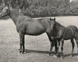 broodmare Almyra xx (Thoroughbred, 1962, from Birkhahn xx)