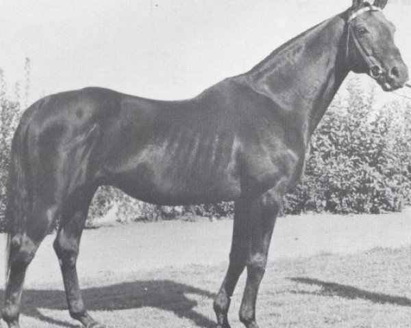 stallion Legend D'Amour xx (Thoroughbred, 1946, from Vatellor xx)