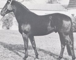 Springpferd Leon (Holsteiner, 1967, von Legend D'Amour xx)