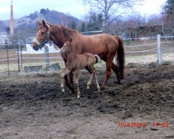 broodmare Rosenrot (Hanoverian, 1999, from Rosentau)