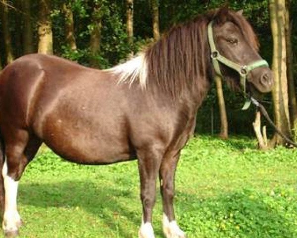 broodmare Utana vom Heideblick (Shetland Pony, 2006, from Kronprinz van den Niederlanden)