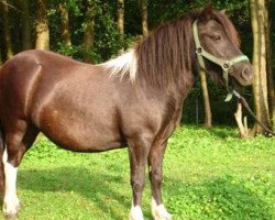 broodmare Utana vom Heideblick (Shetland Pony, 2006, from Kronprinz van den Niederlanden)