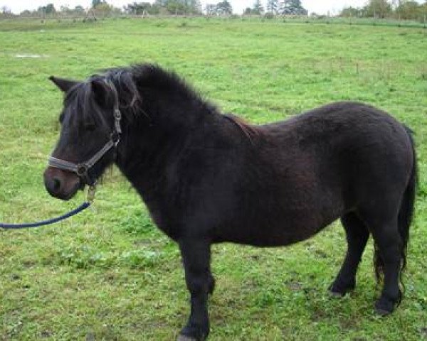 horse Utina von der Mühlbachquelle (Shetland Pony, 2006, from Hendrick)