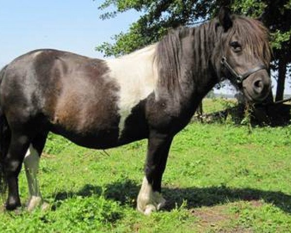 Zuchtstute Ursula (Shetland Pony, 2002, von Kronprinz van den Niederlanden)