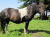 Zuchtstute Ursula (Shetland Pony, 2002, von Kronprinz van den Niederlanden)