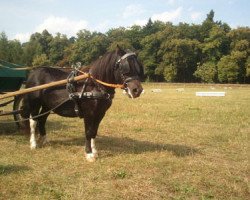 broodmare Ulrikchen vom Heideblick (Shetland Pony, 2009, from Kronprinz van den Niederlanden)