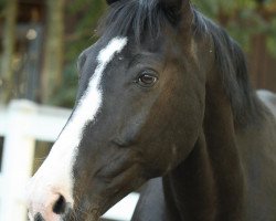 horse Regent (Rhinelander, 2001, from Royal Angelo I)