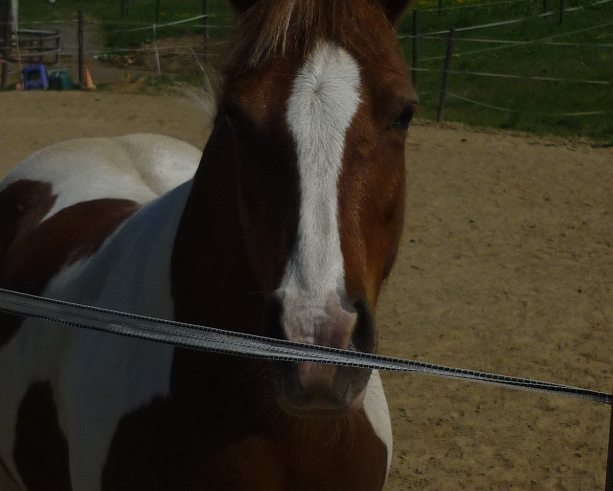 dressage horse Thamy (Pinto / Pony,  )