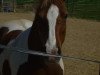 dressage horse Thamy (Pinto / Pony,  )