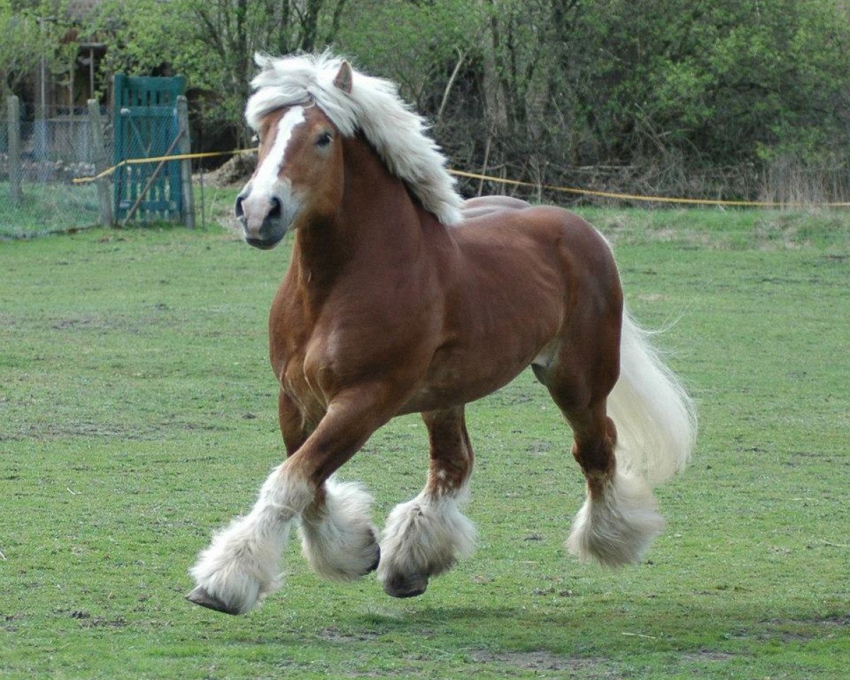Deckhengst Endo (Rheinisch-Deutsches Kaltblut, 2000, von Erlander)