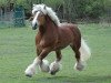 stallion Endo (Rhenish-German Cold-Blood, 2000, from Erlander)