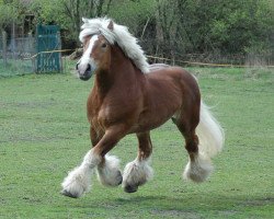 stallion Endo (Rhenish-German Cold-Blood, 2000, from Erlander)