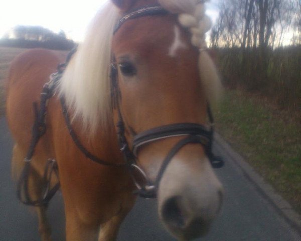 dressage horse Nemo (Haflinger, 2010, from Nastor (6,25% ox))