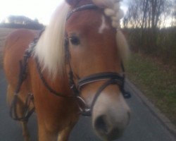 dressage horse Nemo (Haflinger, 2010, from Nastor (6,25% ox))