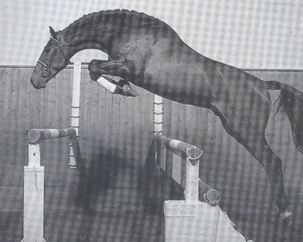 horse Crosby (Holsteiner, 1987, from Capitol I)