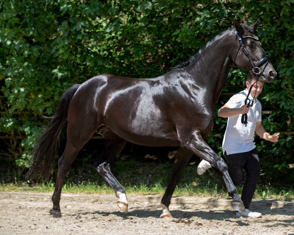 Zuchtstute Donauwolke v. Klosterhof (Trakehner, 2012, von Abendtanz)