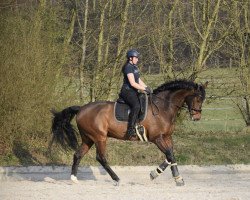 dressage horse Canto Capitano (Oldenburg, 2010, from Cantoblanco)