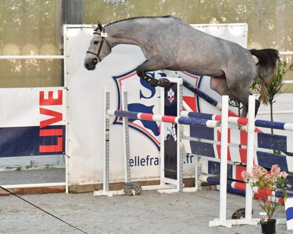 stallion Heltic de Bethune (Selle Français, 2017, from Candy de Nantuel)