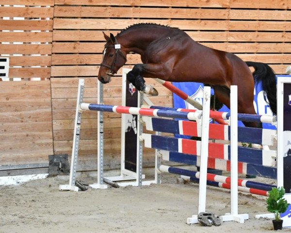 stallion Herald D'Emeraude (Selle Français, 2017, from Emerald van 't Ruytershof)