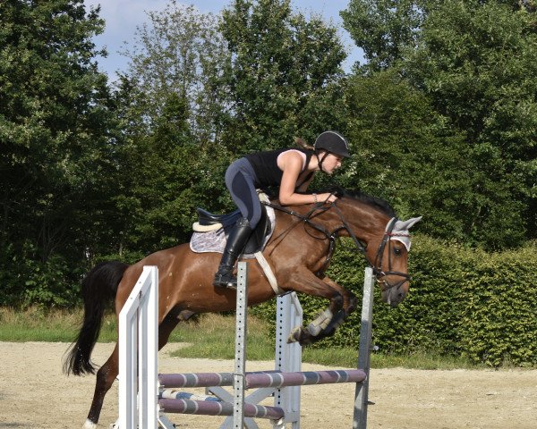 Pferd Brownie (Deutsches Reitpony, 2007, von Coronados-Boy)