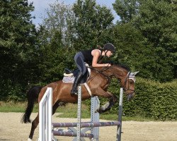 horse Brownie (German Riding Pony, 2007, from Coronados-Boy)